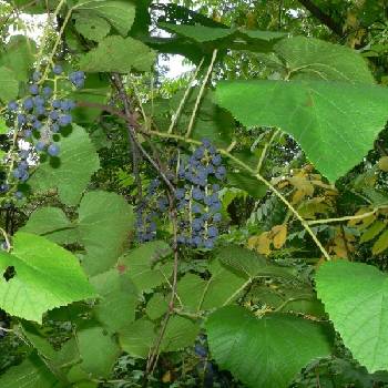 Виноград амурский (Vitis amurensis)